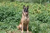 MALINOIS 935